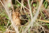 Vipera berus