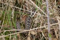 Vipera berus