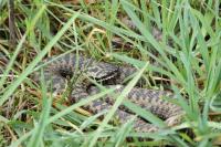 Vipera berus