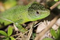 Lacerta bilineata