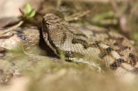 Vipera aspis