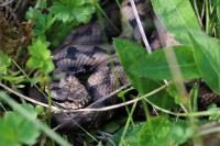 Vipera aspis