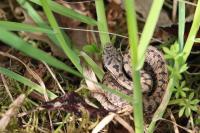Vipera aspis