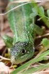 Lacerta bilineata