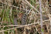 Vipera berus