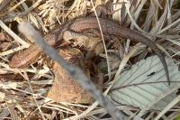 Zootoca vivipara