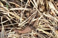 Zootoca vivipara