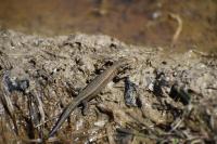 Zootoca vivipara
