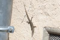 Podarcis muralis