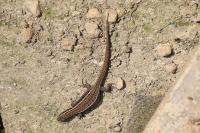 Podarcis muralis