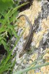Podarcis muralis