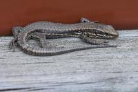 Podarcis muralis
