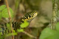 Hierophis viridiflavus