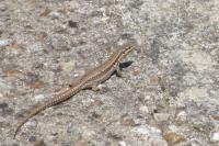 Podarcis muralis