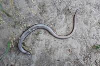 Anguis fragilis