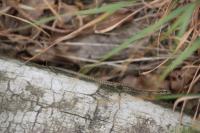Podarcis muralis