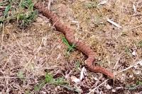 Vipera aspis