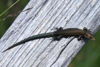 Zootoca vivipara