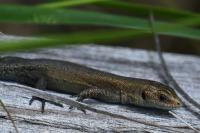 Zootoca vivipara