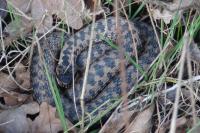 Vipera berus