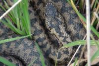 Vipera berus