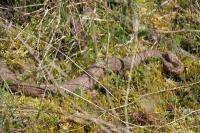 Vipera berus