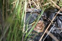 Vipera berus