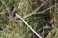 Vipera berus