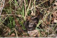 Vipera berus