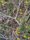 Lacerta agilis