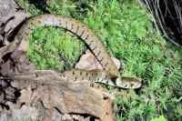 Natrix helvetica