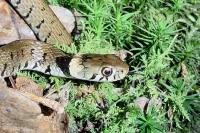Natrix helvetica
