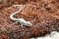 Podarcis muralis
