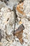 Podarcis muralis