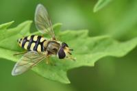 Eupeodes corollae