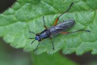 Sepedon sphegea