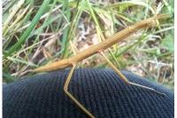 Clonopsis gallica