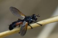 Cylindromyia