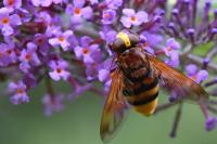 Volucella zonaria