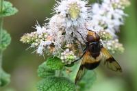 Volucella pellucens