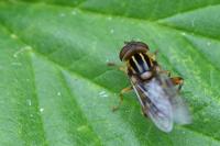 Eurimyia lineata