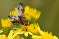 Ectophasia crassipennis
