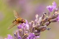 Syrphus