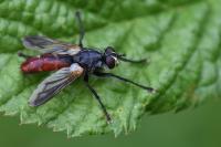 Cylindromyia bicolor