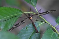 Tipula maxima