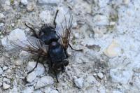 Blepharipa pratensis