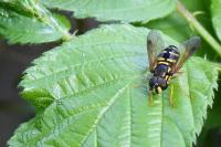 Chrysotoxum festivum