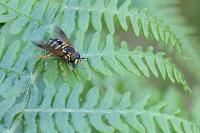 Chrysotoxum festivum