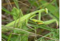 Mantis religiosa