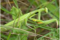 Mantis religiosa